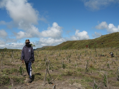 Etat du reboisement � Antoetra en 2012.